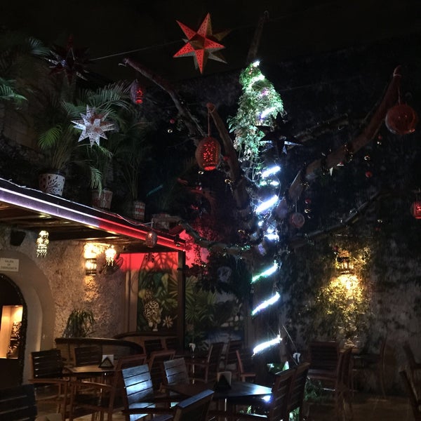 Coyote helps decorate the night Coyote helps decorate the night