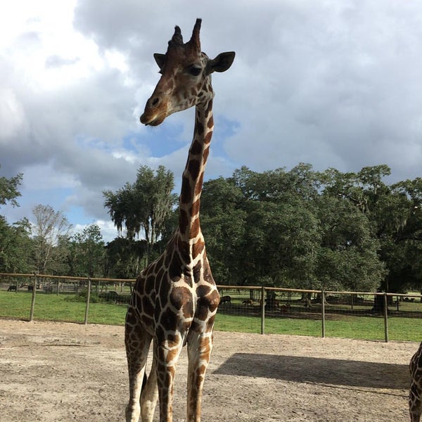 Giraffe Ranch Farm Tours - Dade City, FL