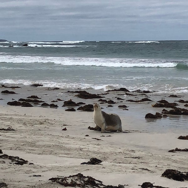 Seal Bay Conservation Park - Seal Bay, SA