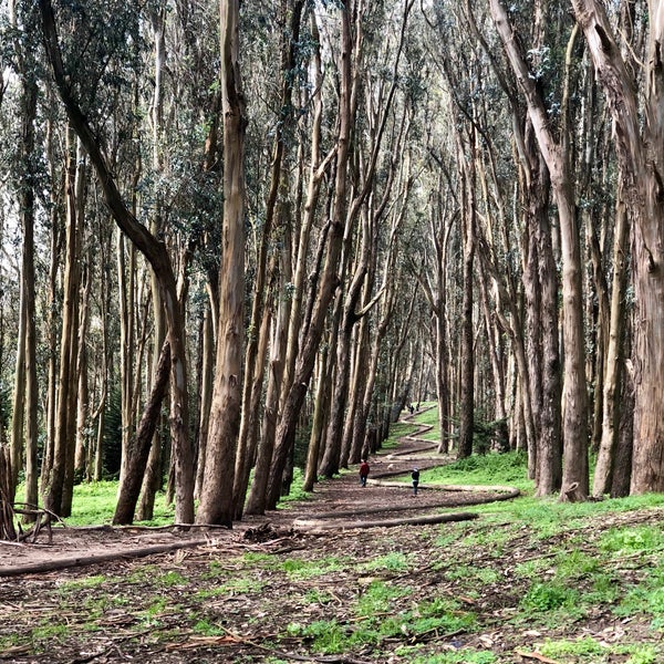 Albums 105+ Pictures andy goldsworthy’s wood line photos Completed