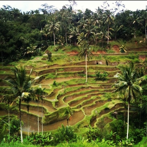 Tanggalang Rice Tegallalang Rice Terraces - Jalan Raya Tegalalang