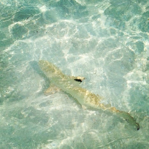 Where's Good? Holiday and vacation recommendations for Maldives, Maldives. What's good to see, when's good to go and how's best to get there.