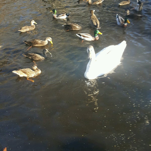 The Duck Pond East Hampton, NY