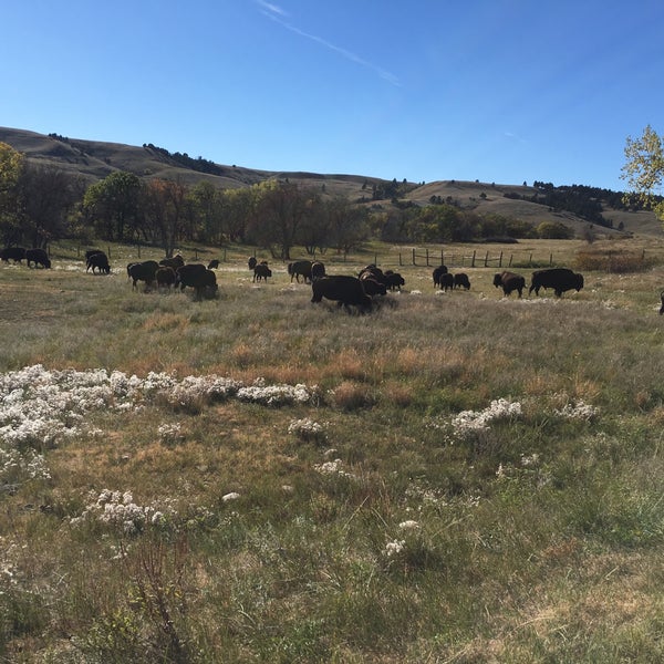 Wild Life Loop Custer, SD