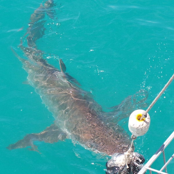 Great White Shark Tours