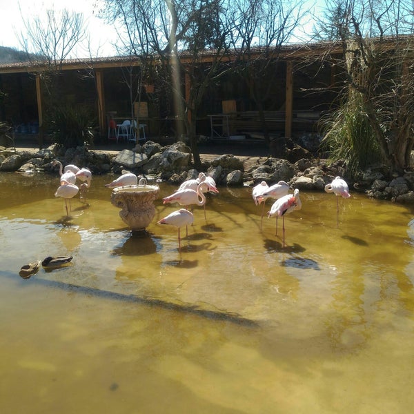 Flamingo Köy Gökçeali 85 tavsiye