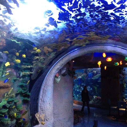 Aquarium Restaurant - 20230490 B9wH2jK8yTZg9m8jR0TrKIQiH621c8C5qCsfbN1tOHo