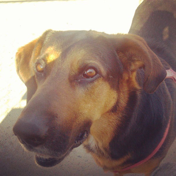 Norwood Dog Park Dog Run in Chicago