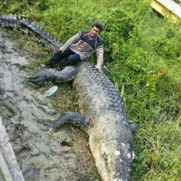Image result for sungai sembilang crocodile