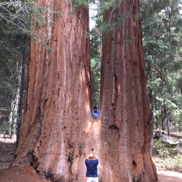 Giant Sequoia National Monument - 1 Tip