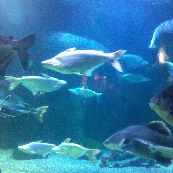 SeaWorld Indonesia - Aquarium in Jakarta Utara