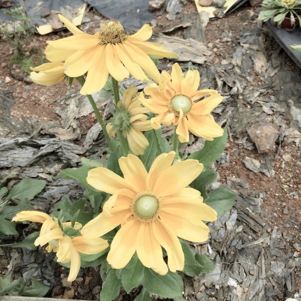 Photos At Spring Nursery Photo Taken At Spring Nursery By Muaz Mo Ni On 3 31 2017