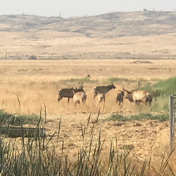 Tule Elk State Natural Reserve - 8653 Station Rd