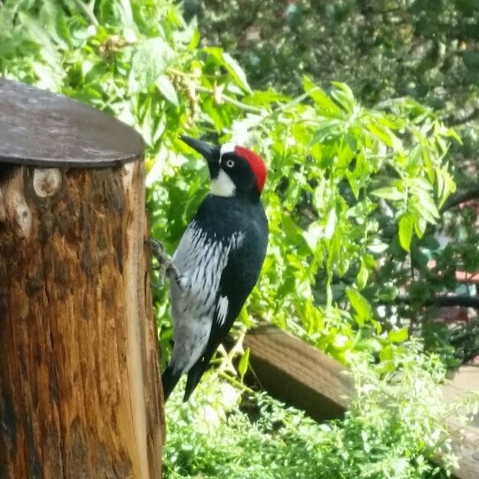 The Phoenix Shop at Nepenthe 1 tip