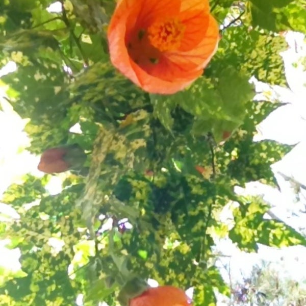 Photos At Exotica Rare Fruit Nursery Garden In Vista Photo Taken At Exotica Rare Fruit Nursery By Shawna On 5 9 2017