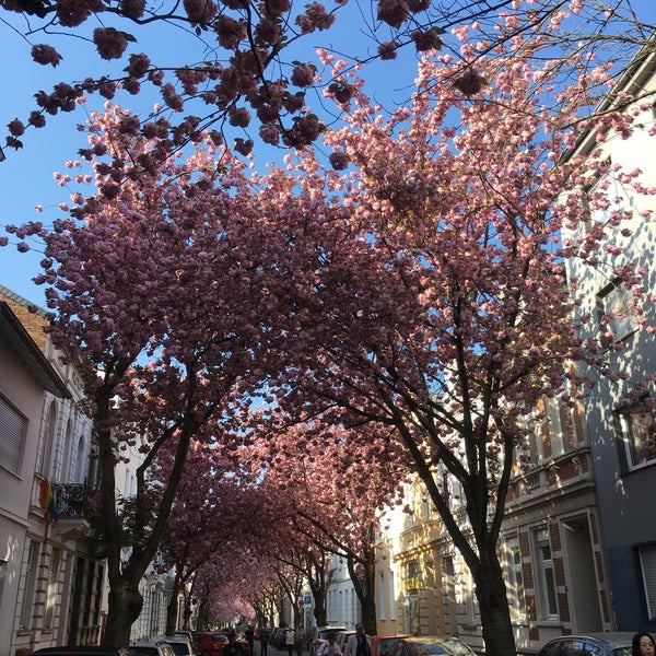 Cherry Blossom Avenue - Nordstadt - Heerstraße