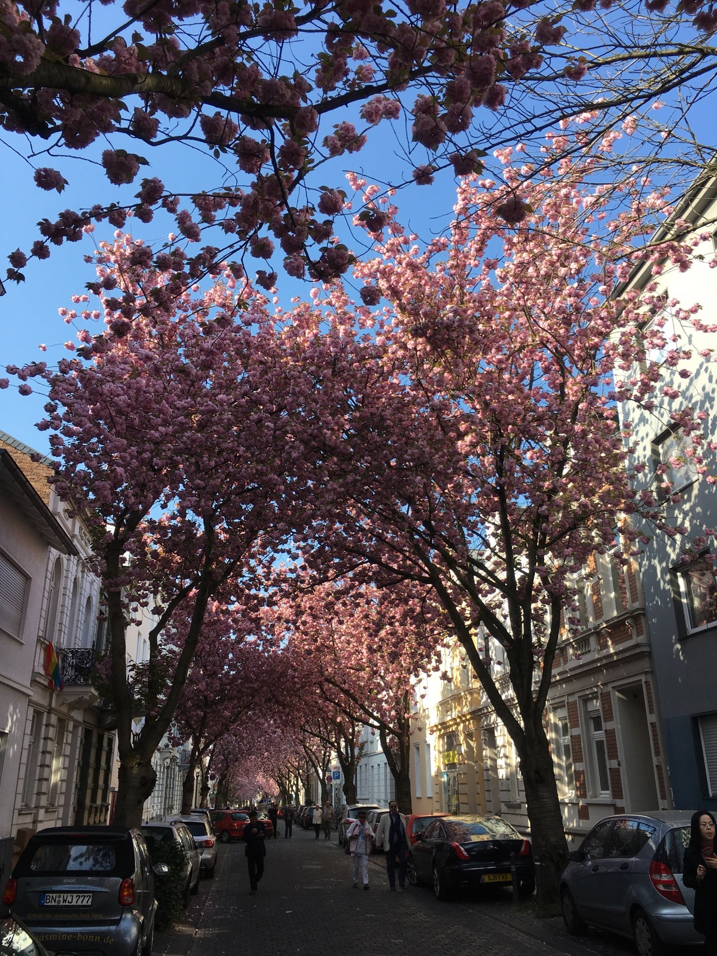 Cherry Blossom Avenue Nordstadt Heerstra e