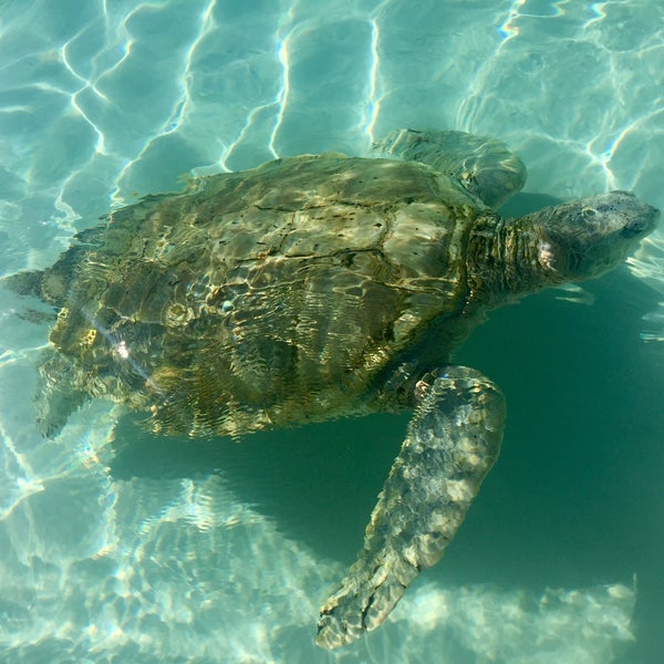 Cayman Turtle Farm - Farm