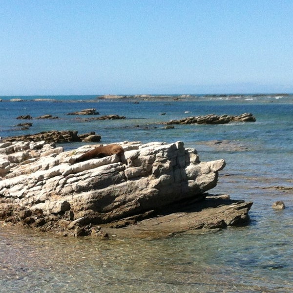 Seal Colony Beach in Kaikoura Peninsula