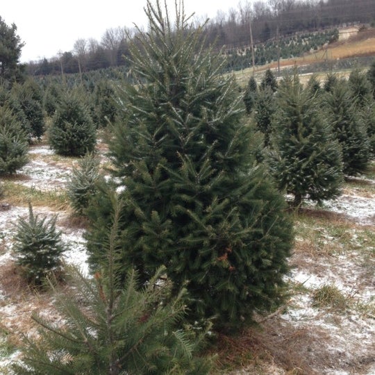 battenfeld s christmas tree farm rhinebeck ny battenfeld s christmas tree farm rhinebeck ny