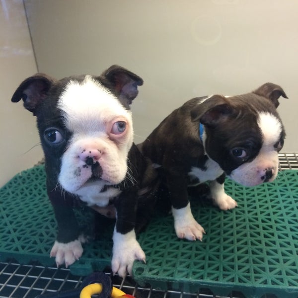 Harbor pets boardman ohio