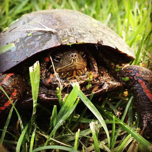 Photos at John Heinz National Wildlife Refuge - Eastwick - Southwest ...