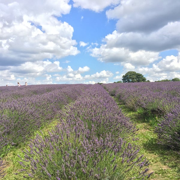 Mayfield Lavender Farm - Sutton - 36 tips