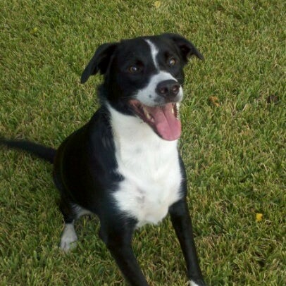 Best Places To Go With Your Dog Houston Best Places To Go With Your Dog Houston