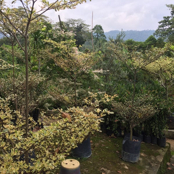 Nursery Sg Buloh 12 tips from 1227 visitors