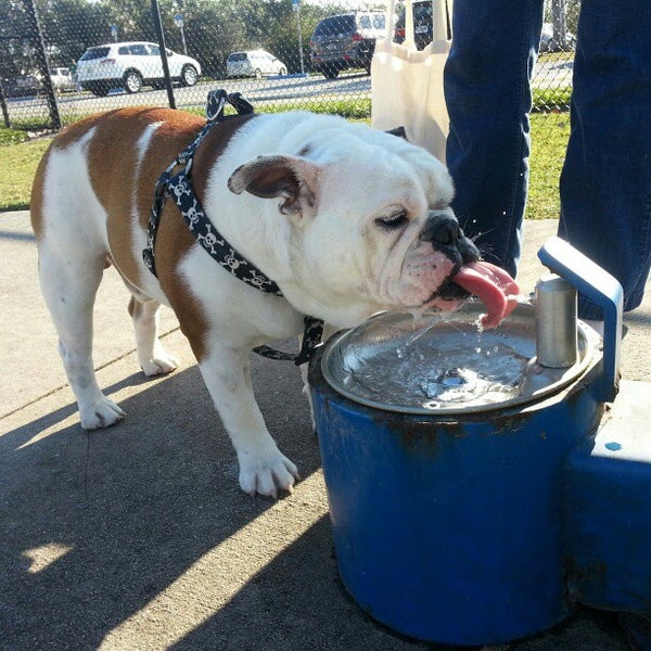 Barkham at Markham Park Dog Run in Weston