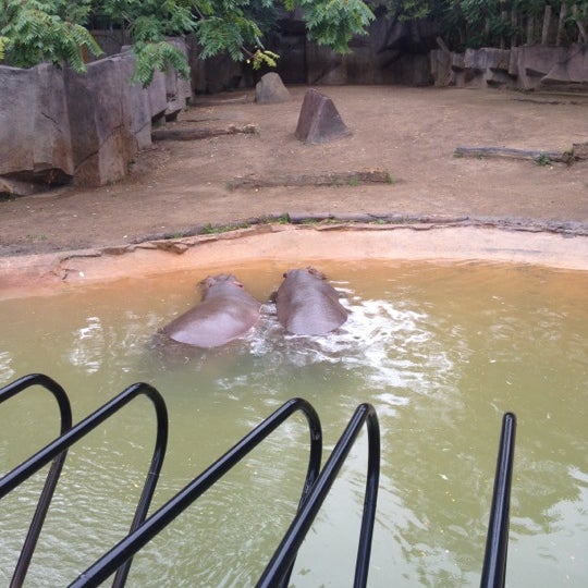 Dohmen Family Foundation Hippo Home - Zoo Exhibit in Zoo