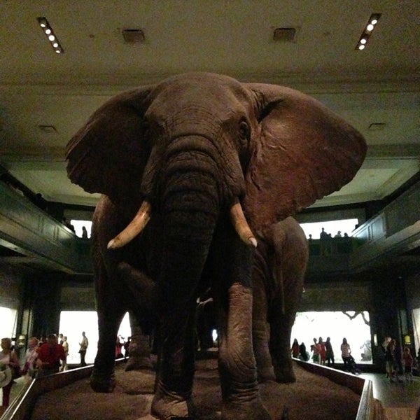 Natural History Museum Nyc Wifi Natural History Museum Nyc Wifi