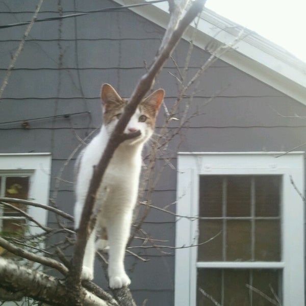 The Cat Hospital on Park Street 22 Park St S