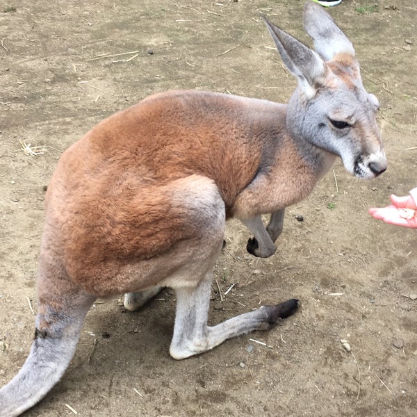 List 92+ Pictures the outback kangaroo farm photos Excellent