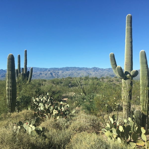 Saguaro National Park Visitors Center - National Park