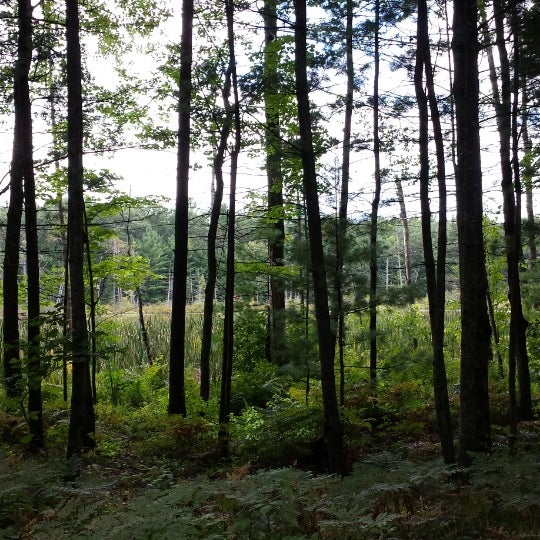 Leverentz Lake State Forest Campground - 1 tip from 16 ...