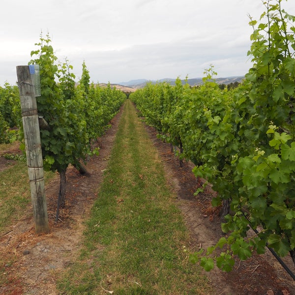 Frogmore Creek Winery 5 tips from 173 visitors