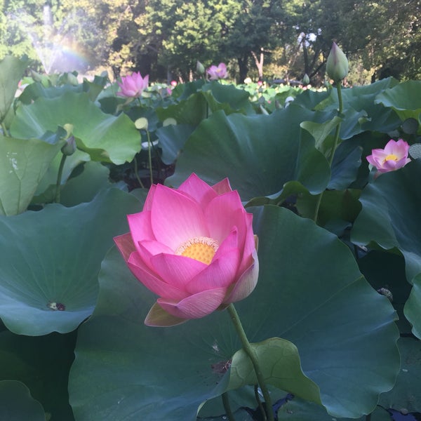 William Land Park Duck Pond Lake in Sacramento