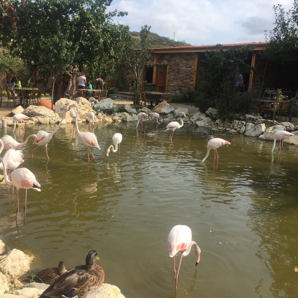 Flamingo Köy Gökçeali 79 tavsiye