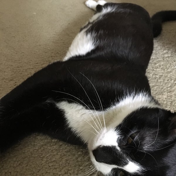 Town 'n' Country, FL Neighborhood in Town 'n' Country