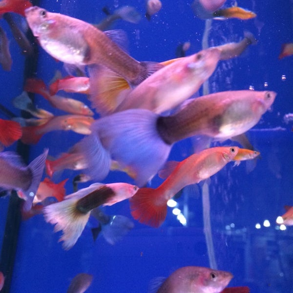 Guppy Pet Shop Pet Store in Adana