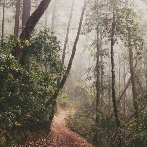 El Corte de Madera Open Space Preserve 15010 Skyline Blvd.