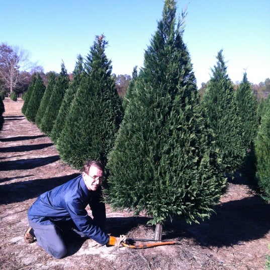 busy elves christmas tree farm busy elves christmas tree farm