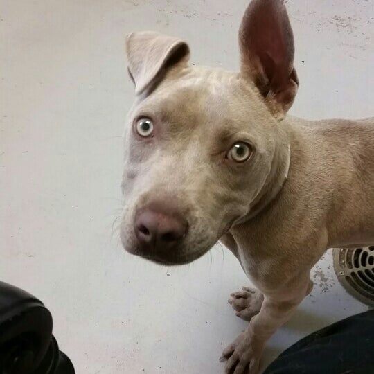 Greenville Humane Society Animal Shelter