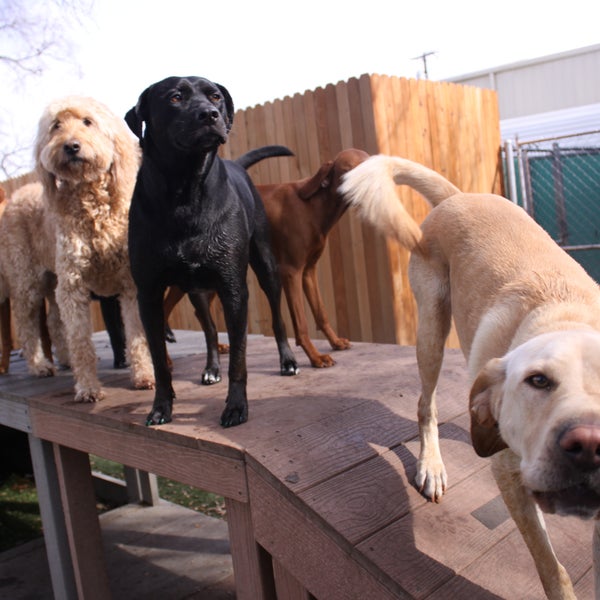 Rutherford Veterinary Hospital Veterinarian in Dallas