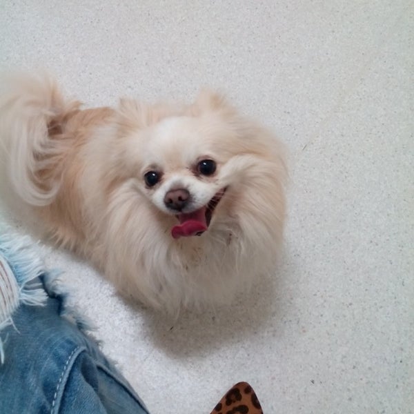 Value Pet Clinic Renton 1 tip from 100 visitors