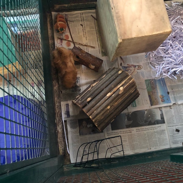 diana brimblecombe cats for rehoming