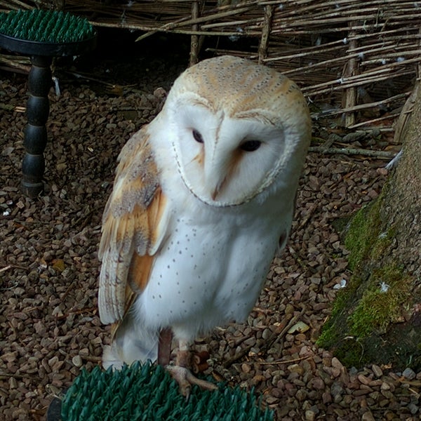 Photos At Dalhousie Castle Falconry Centre Other Great Outdoors Photo Taken At Dalhousie Castle Falconry Centre By Greg B On 9 4