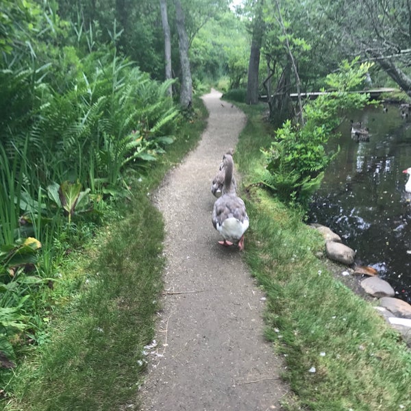 The Duck Pond East Hampton, NY