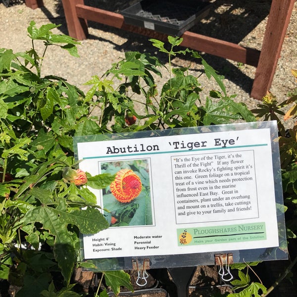 Photos At Ploughshares Nursery Alameda Point 95 Visitors Photo Taken At Ploughshares Nursery By Erin K On 8 6 2017